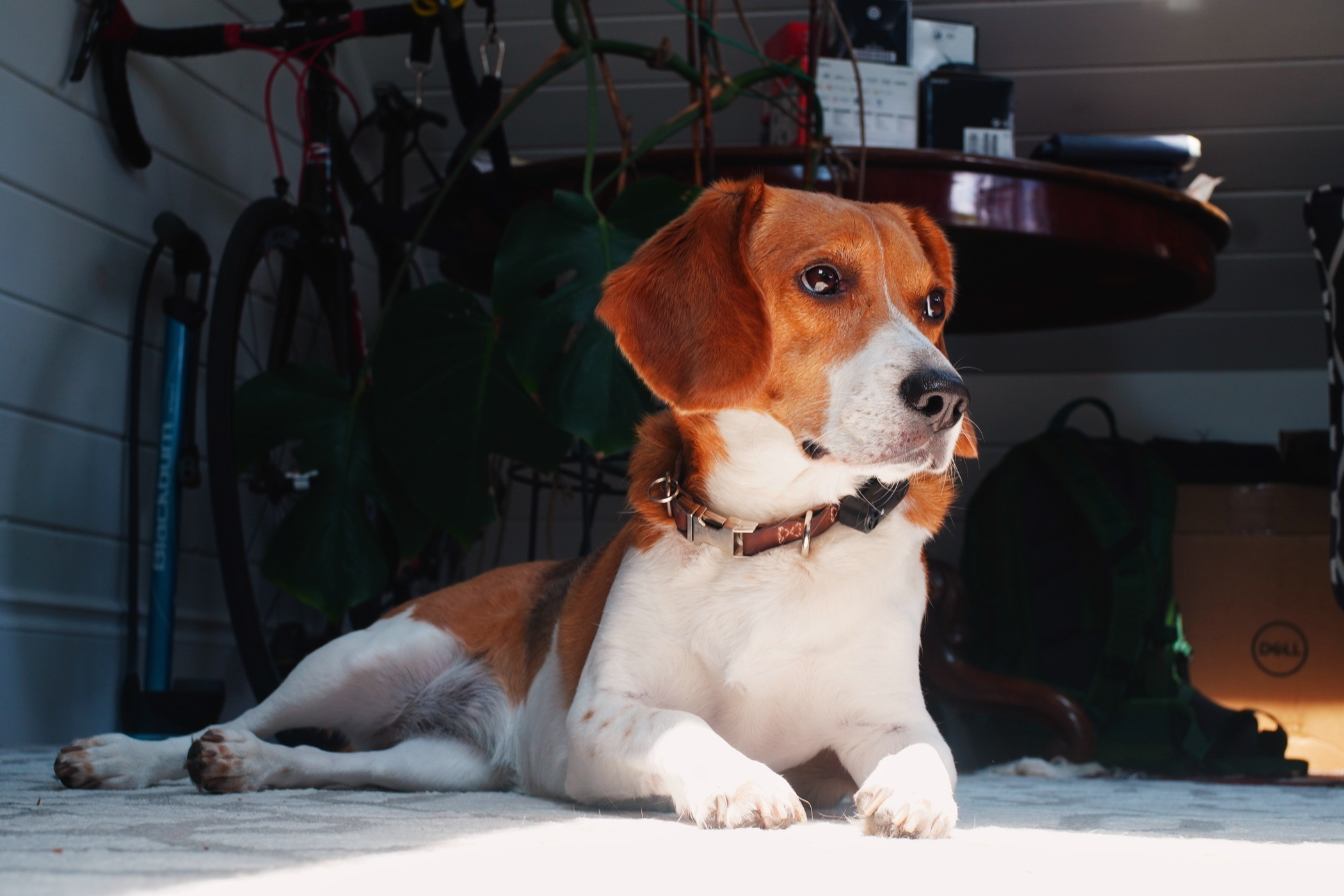 Maya the Beagle enjoying the first day of Summer