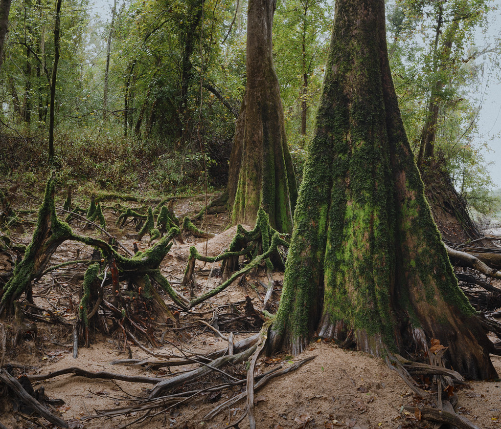 Moss and Cypress