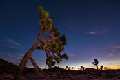 Vandalism at Joshua Tree National Park