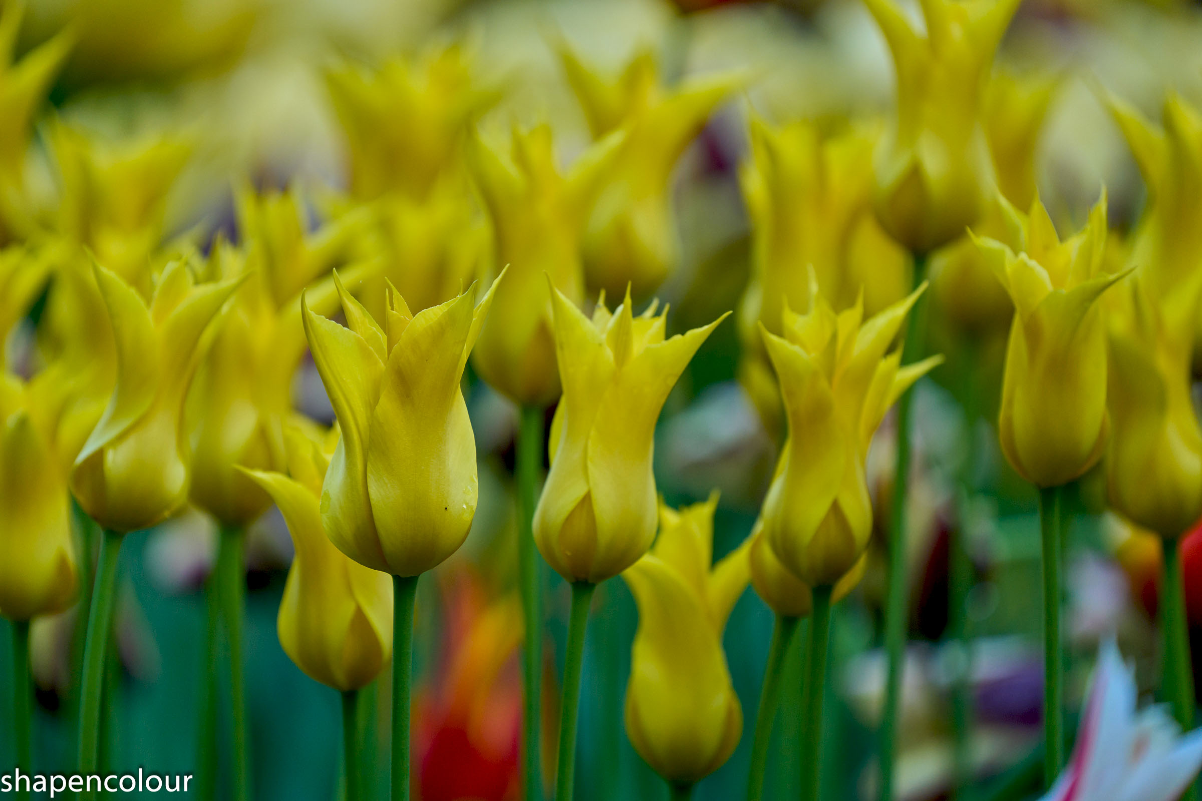 Nature & Wildlife - Photography - FM Forums
