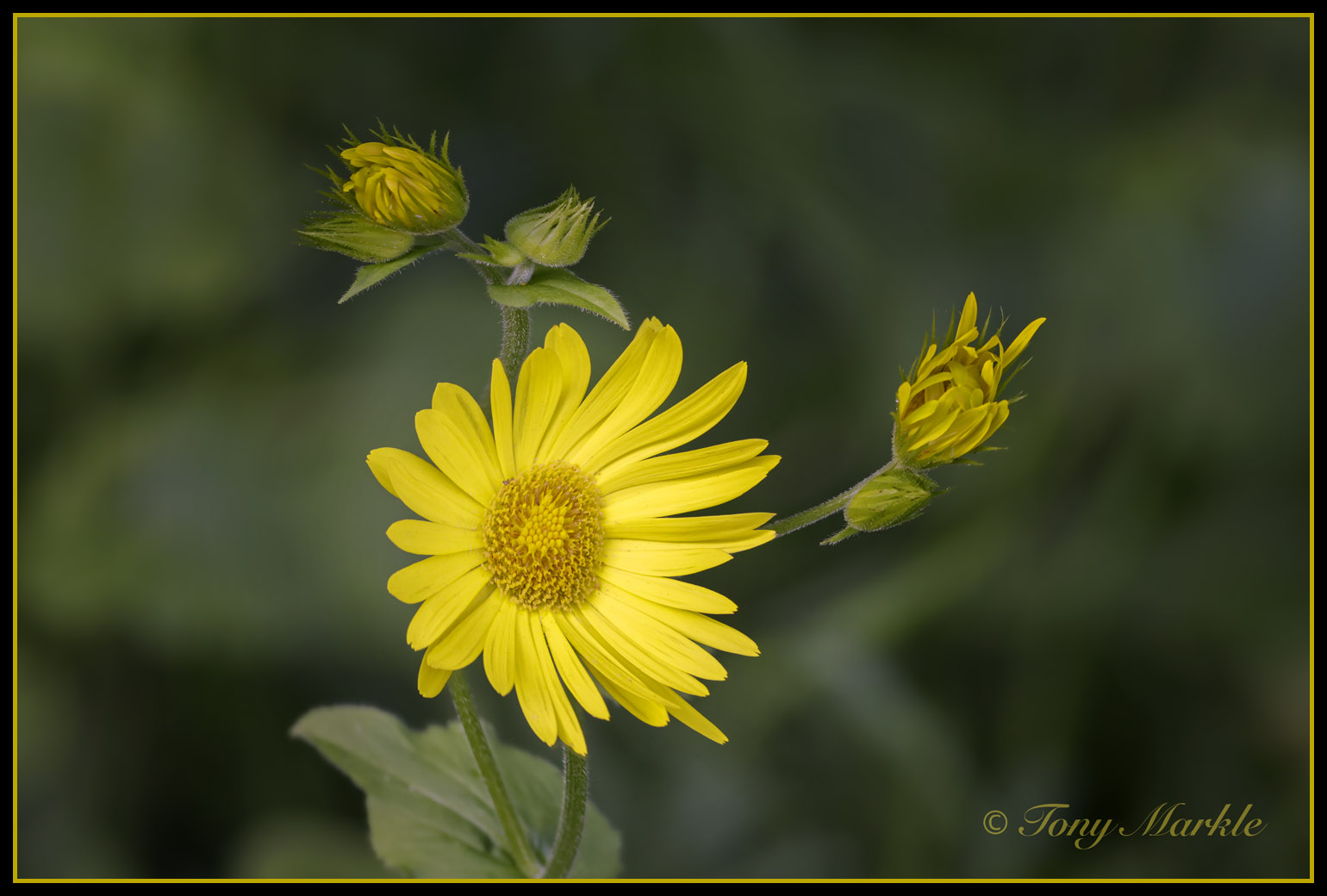 breezy-yellow-fm-forums