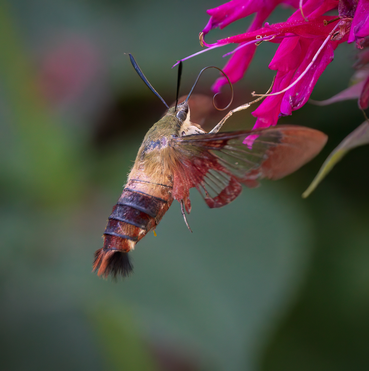 Hummingbird Moth Scale Nature & Wildlife - Photography - FM Forums