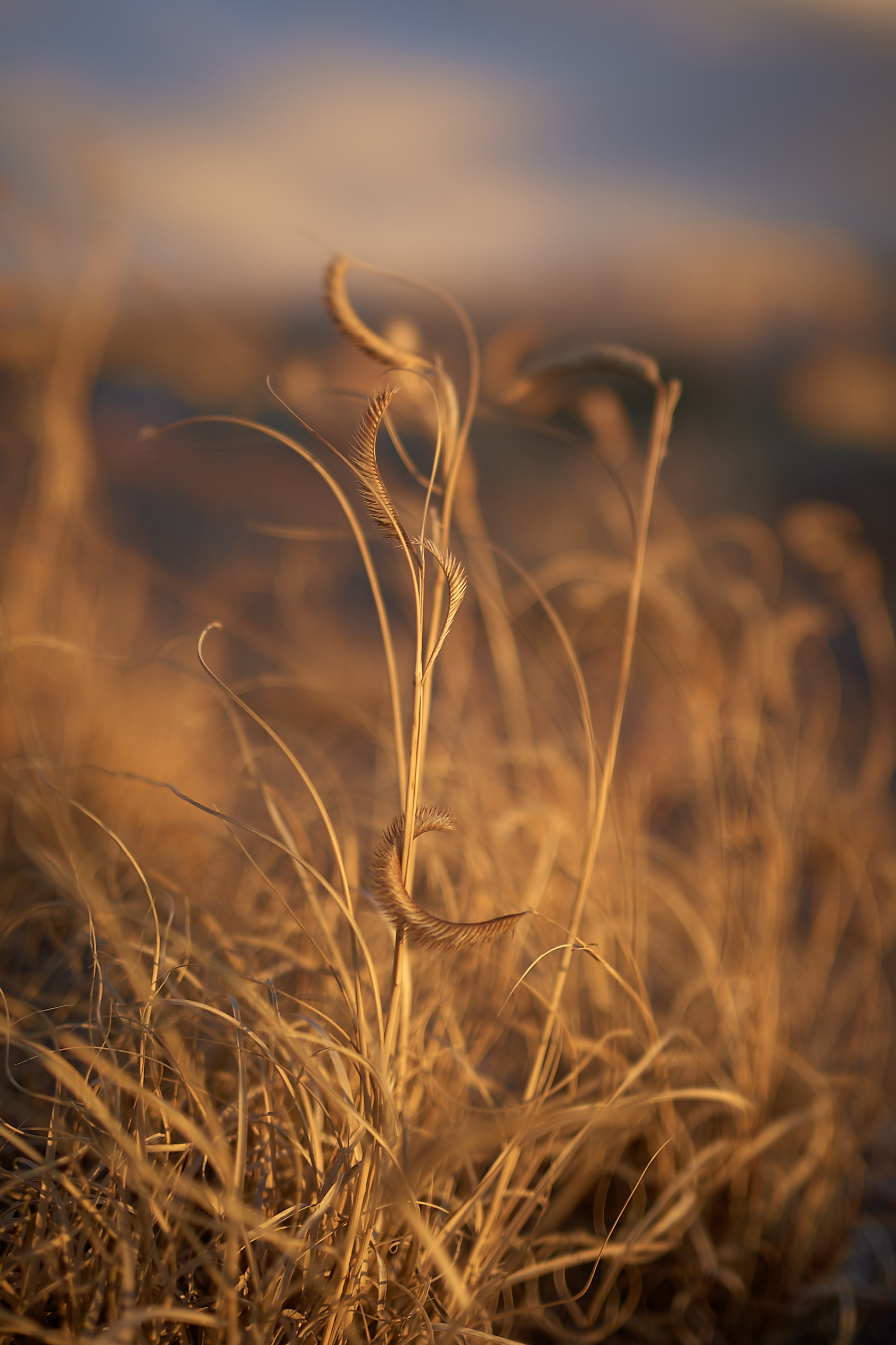 © 2026 highdesertmesa