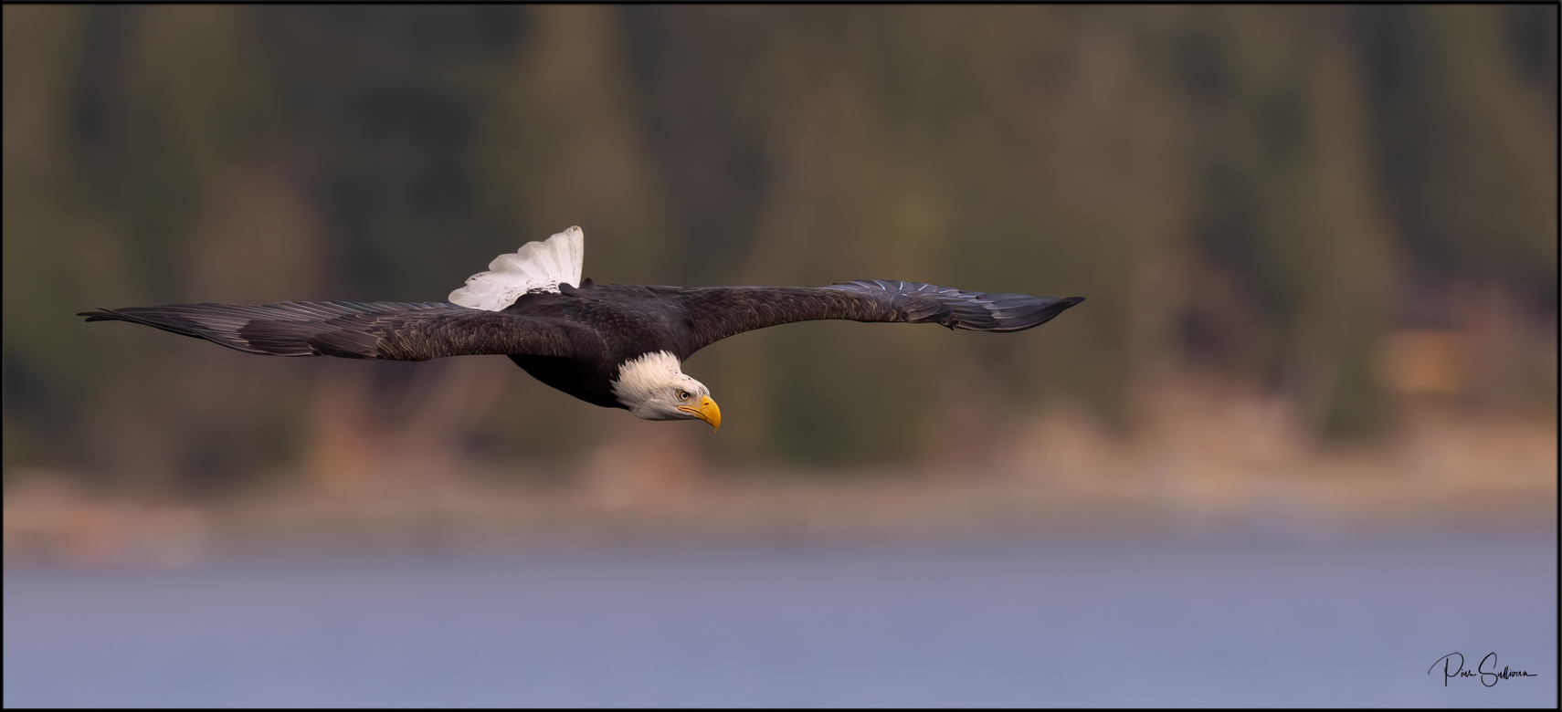 Bald Eagles