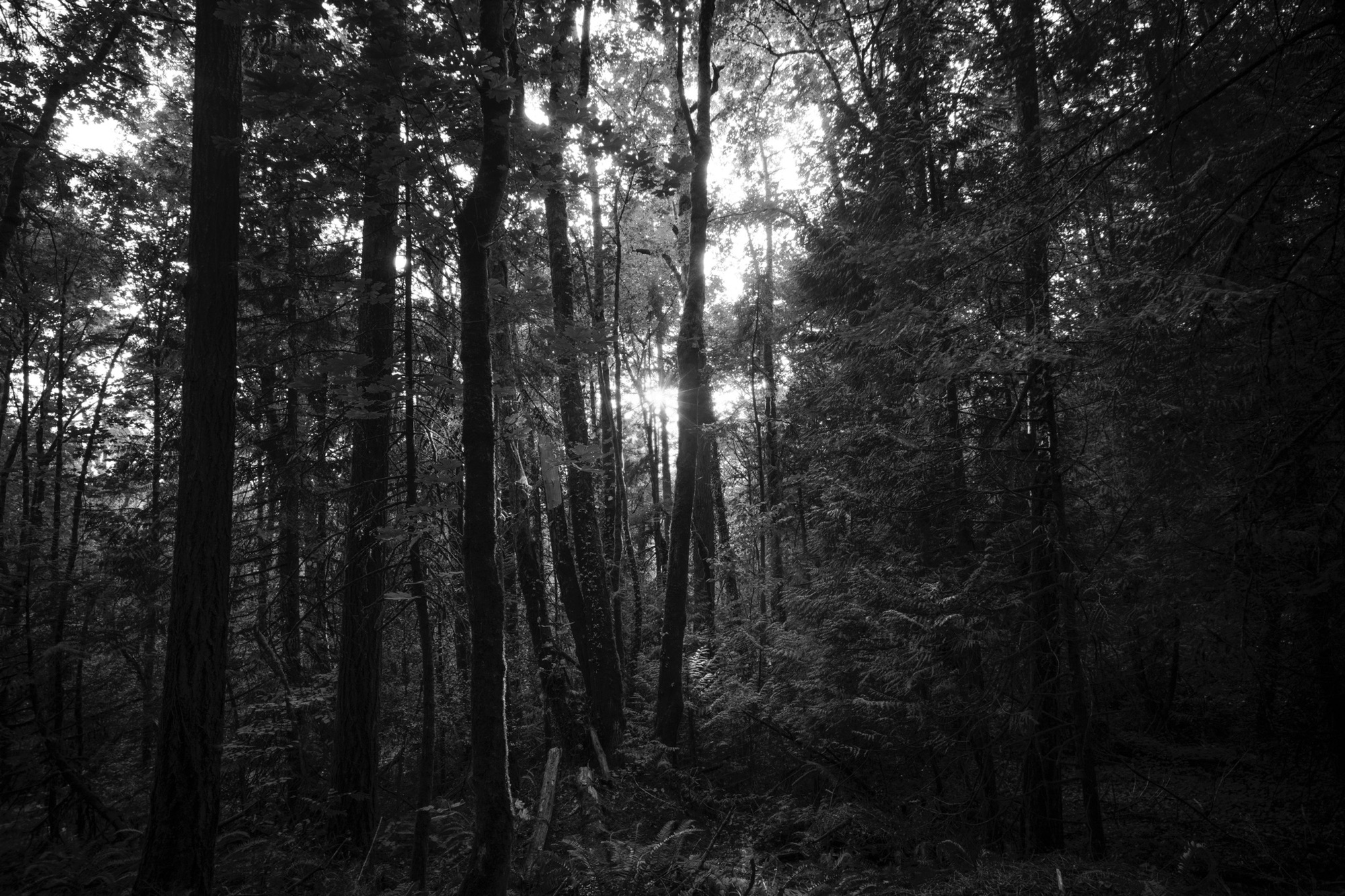 © 2026 nehemiahphoto