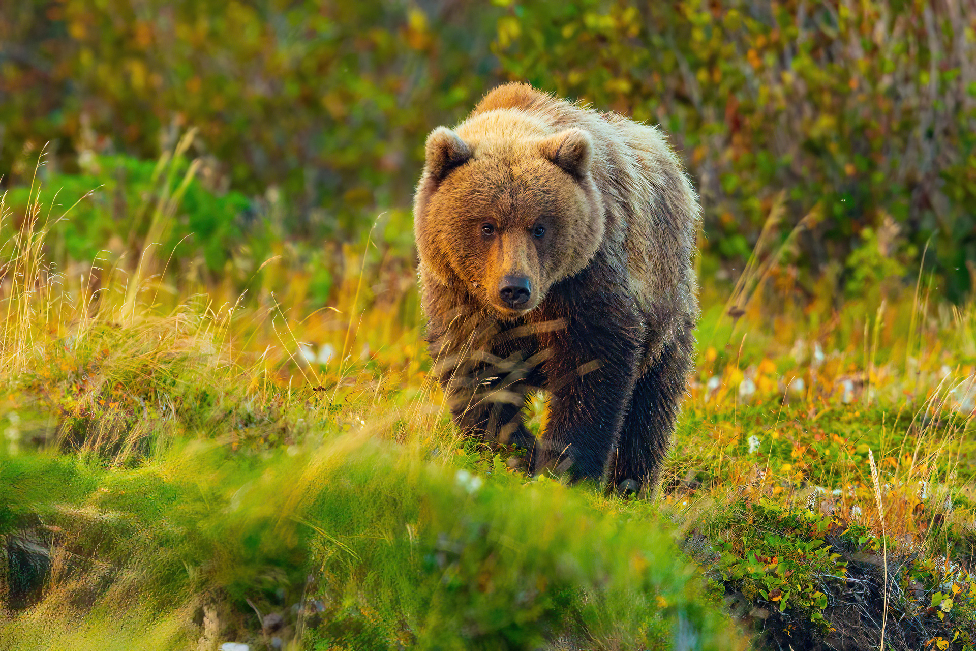 brown-bears-fm-forums