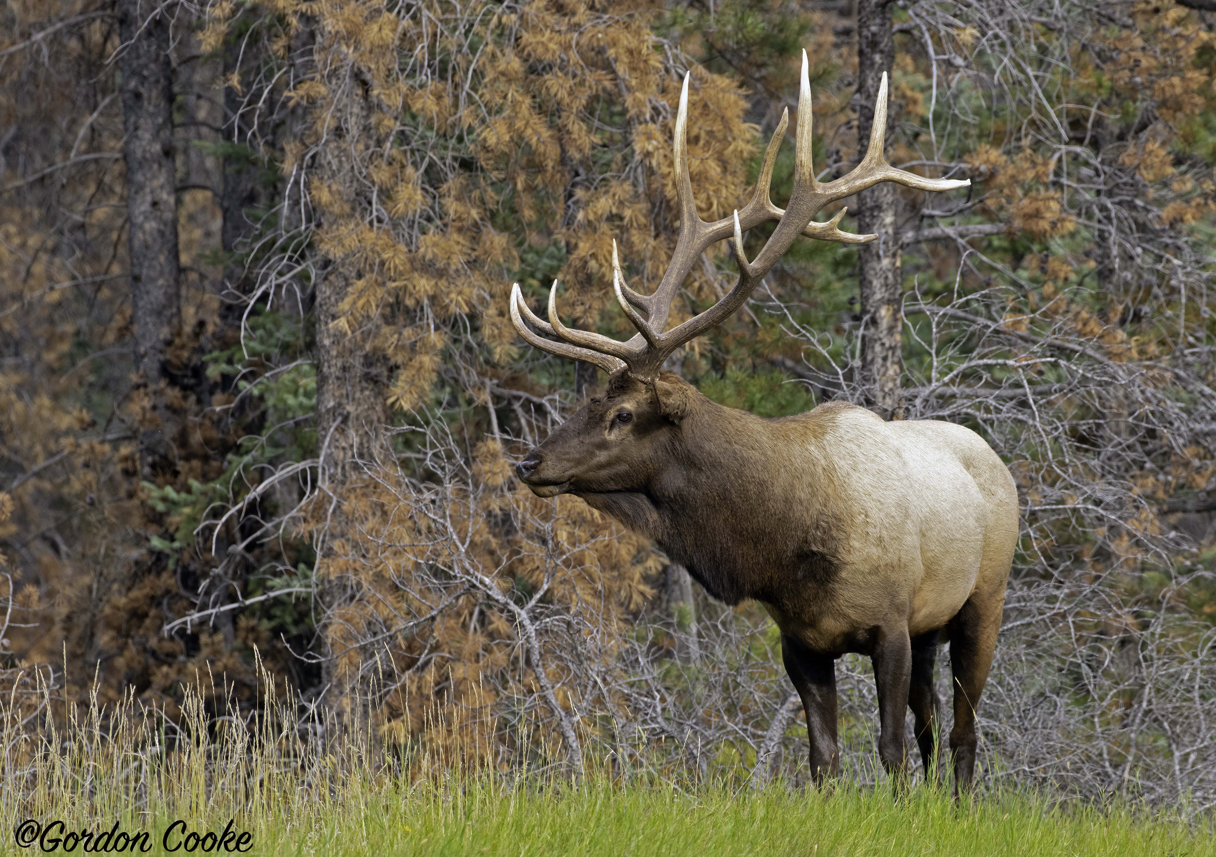 Elk Rut - Jasper - September 2019 - FM Forums