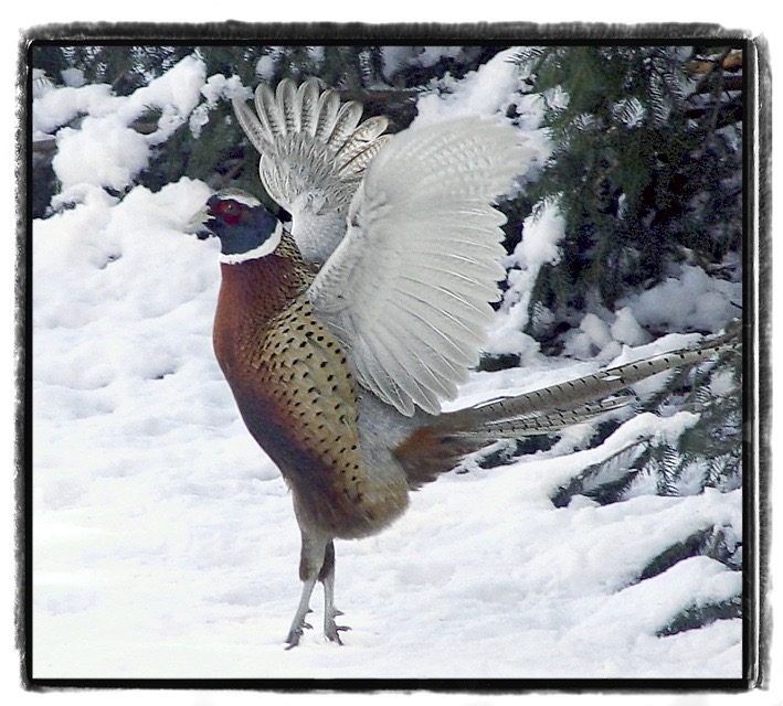 Prancing Bird Nature & Wildlife - Photography - FM Forums
