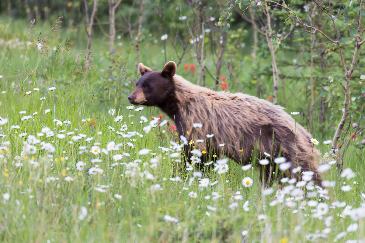 Nature & Wildlife - Photography - FM Forums