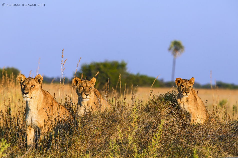 A set of Lions from Moremi Game Reserve, Botswana - FM Forums
