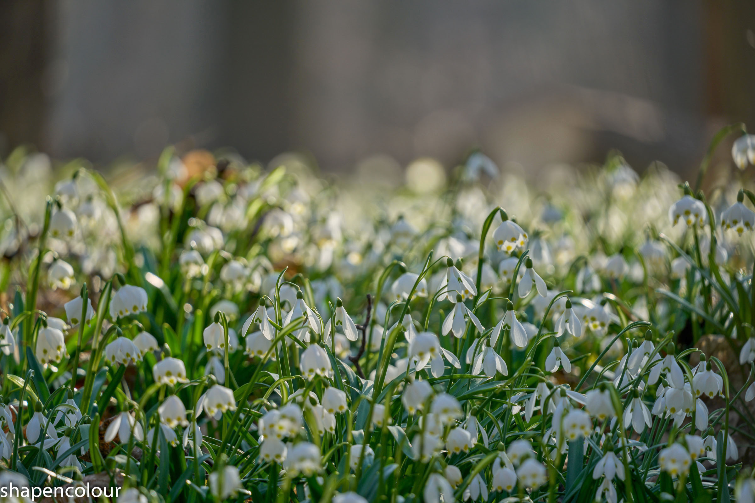 One Snowflake In Spring Macro & Still Life - Photography - FM Forums