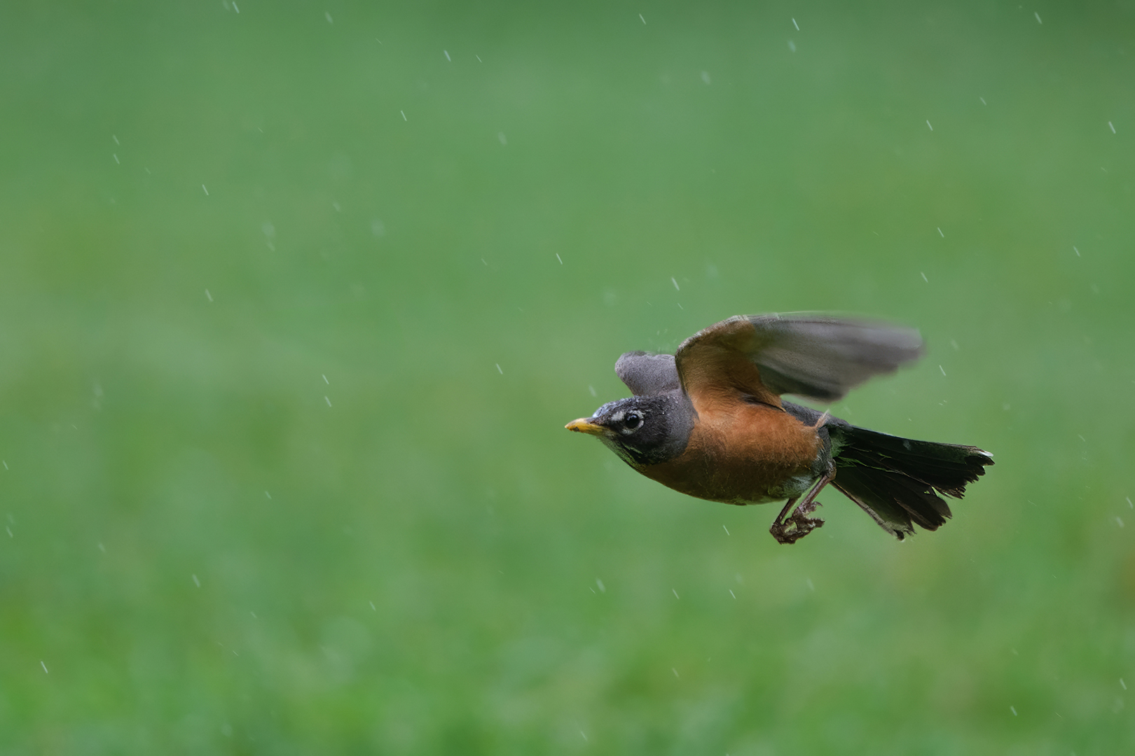 Robin Flight American Robin in flight - Nature & Wildlife - Photography - FM Forums