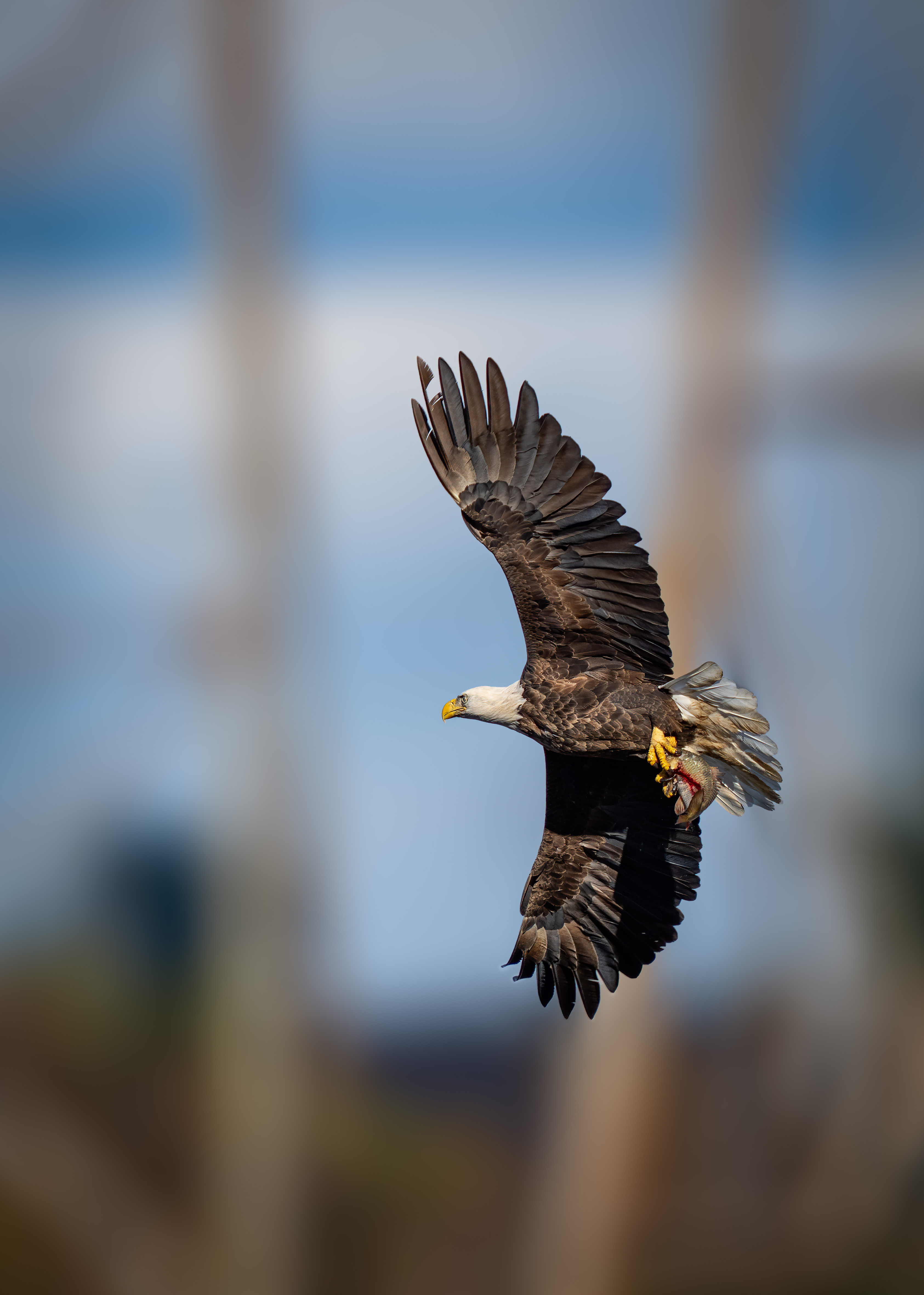 sony-fe-400mm-f-2-8-gm-images-thread-fm-forums