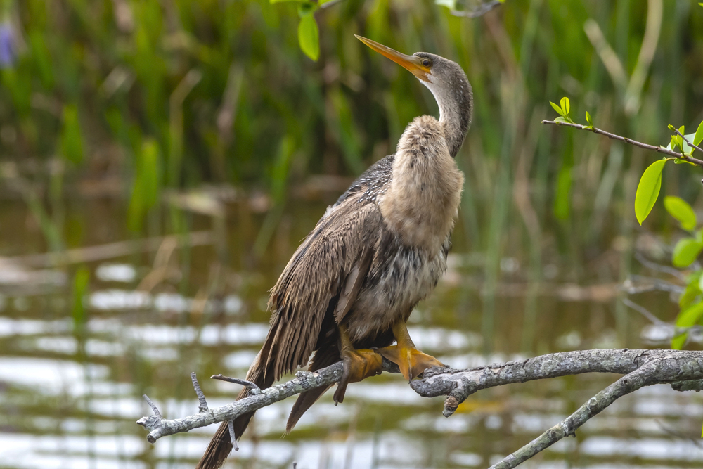 Nature & Wildlife - Photography - FM Forums