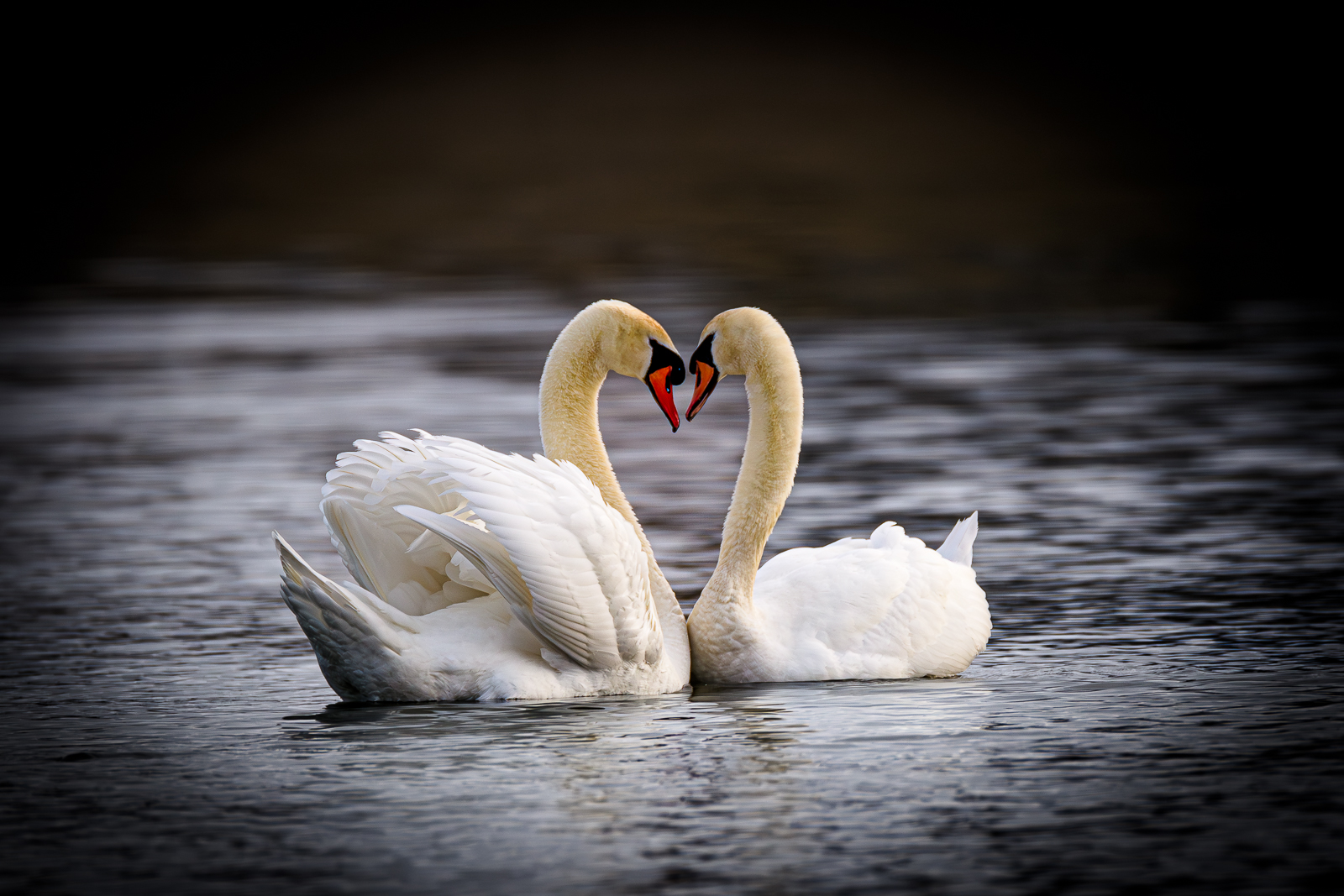 Nature & Wildlife - Photography - FM Forums
