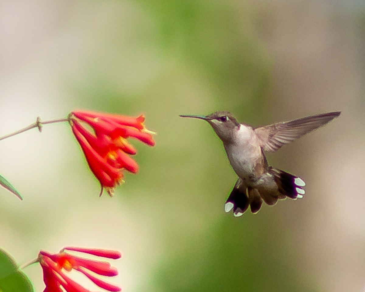 Hummer Fanimal Backyard Hummer @ F1.2 - Nature & Wildlife - Photography - FM Forums
