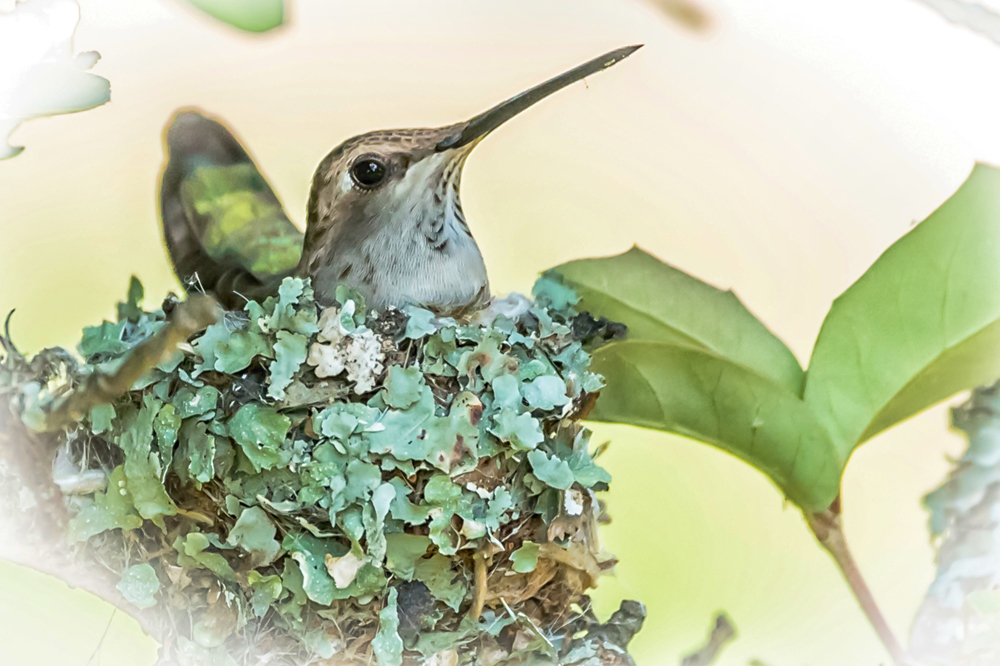 Nature & Wildlife - Photography - FM Forums