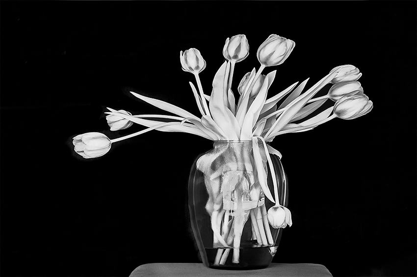 tulips-fm-forums