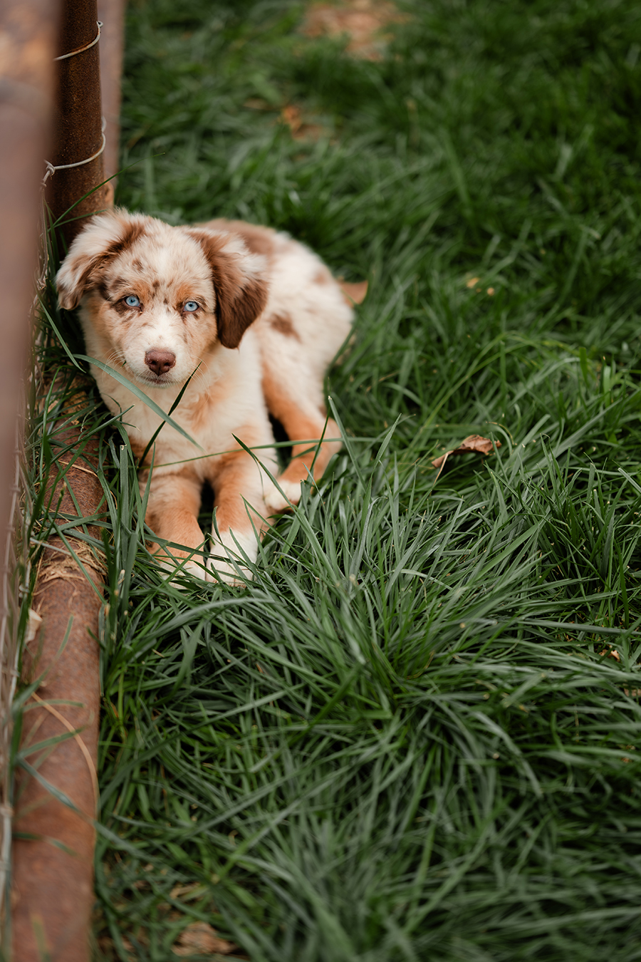 Australian Shepherd