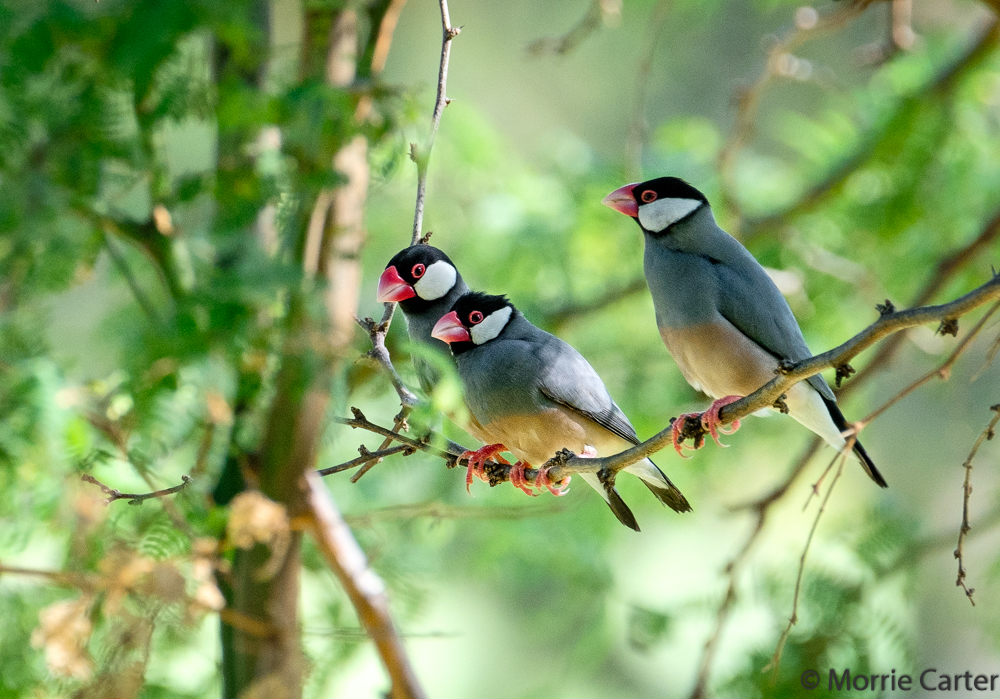Yellow Bill Cardinal and Java Sparrows - FM Forums