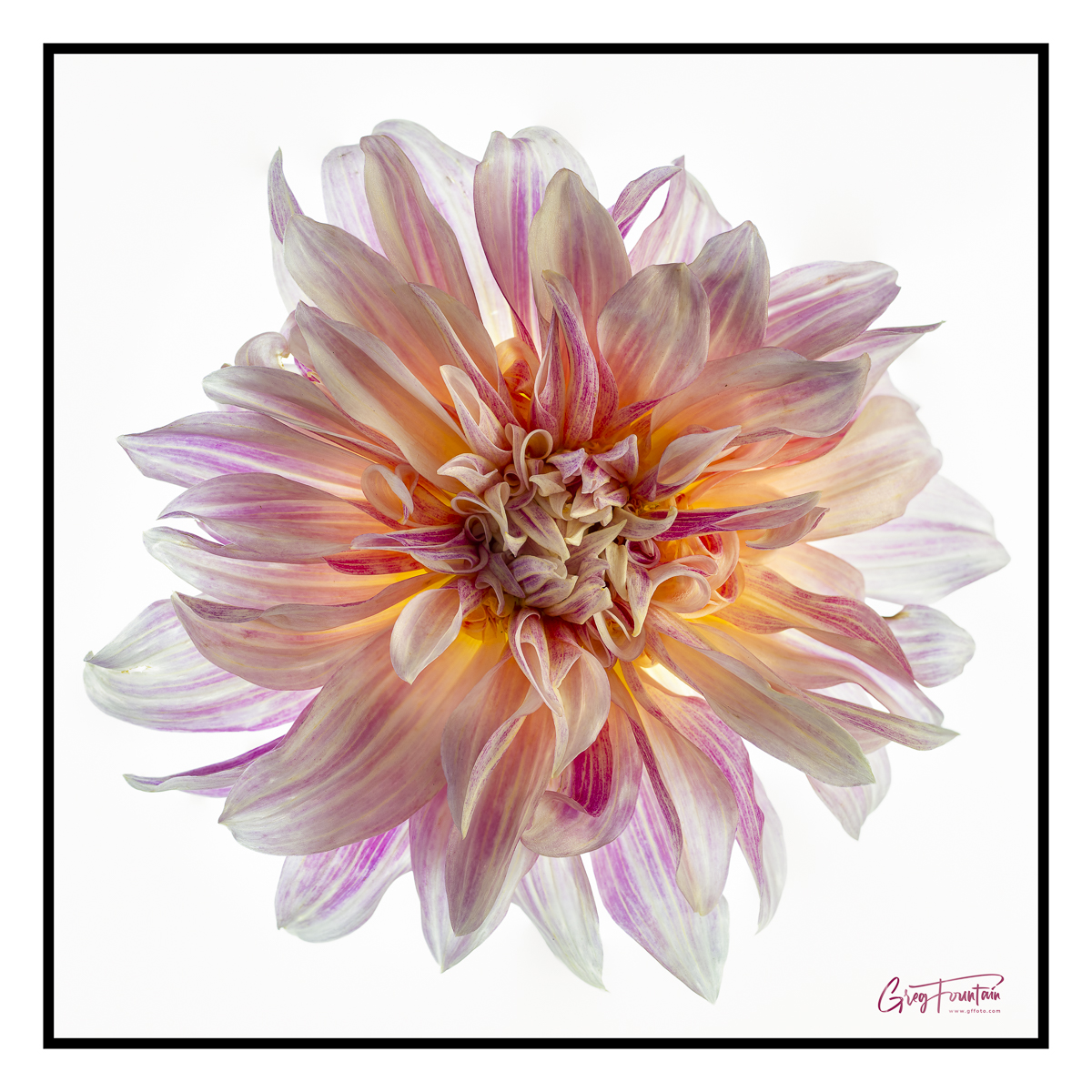 dinner-plate-dahlia-fm-forums