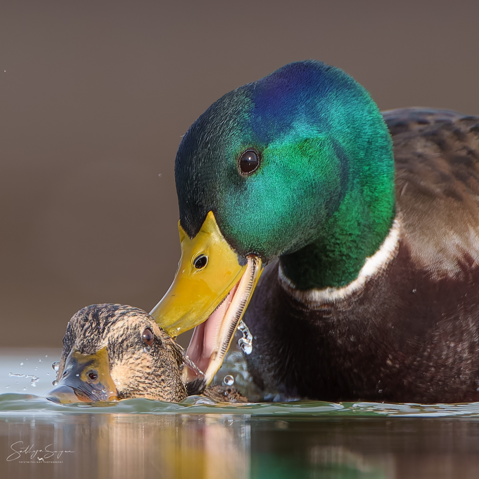 Love bites... literally! - Nature & Wildlife - Photography - FM Forums