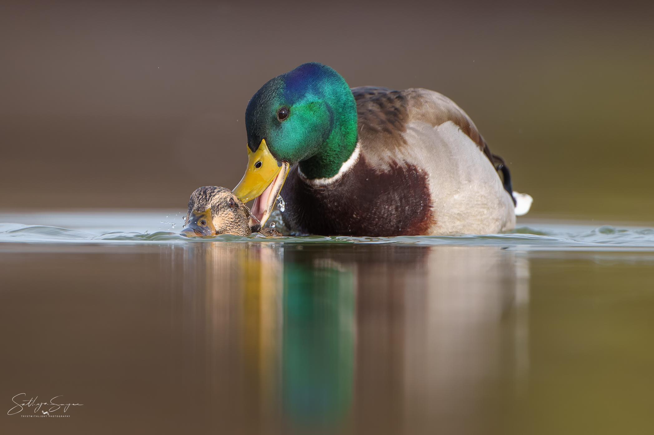Love bites... literally! - Nature & Wildlife - Photography - FM Forums