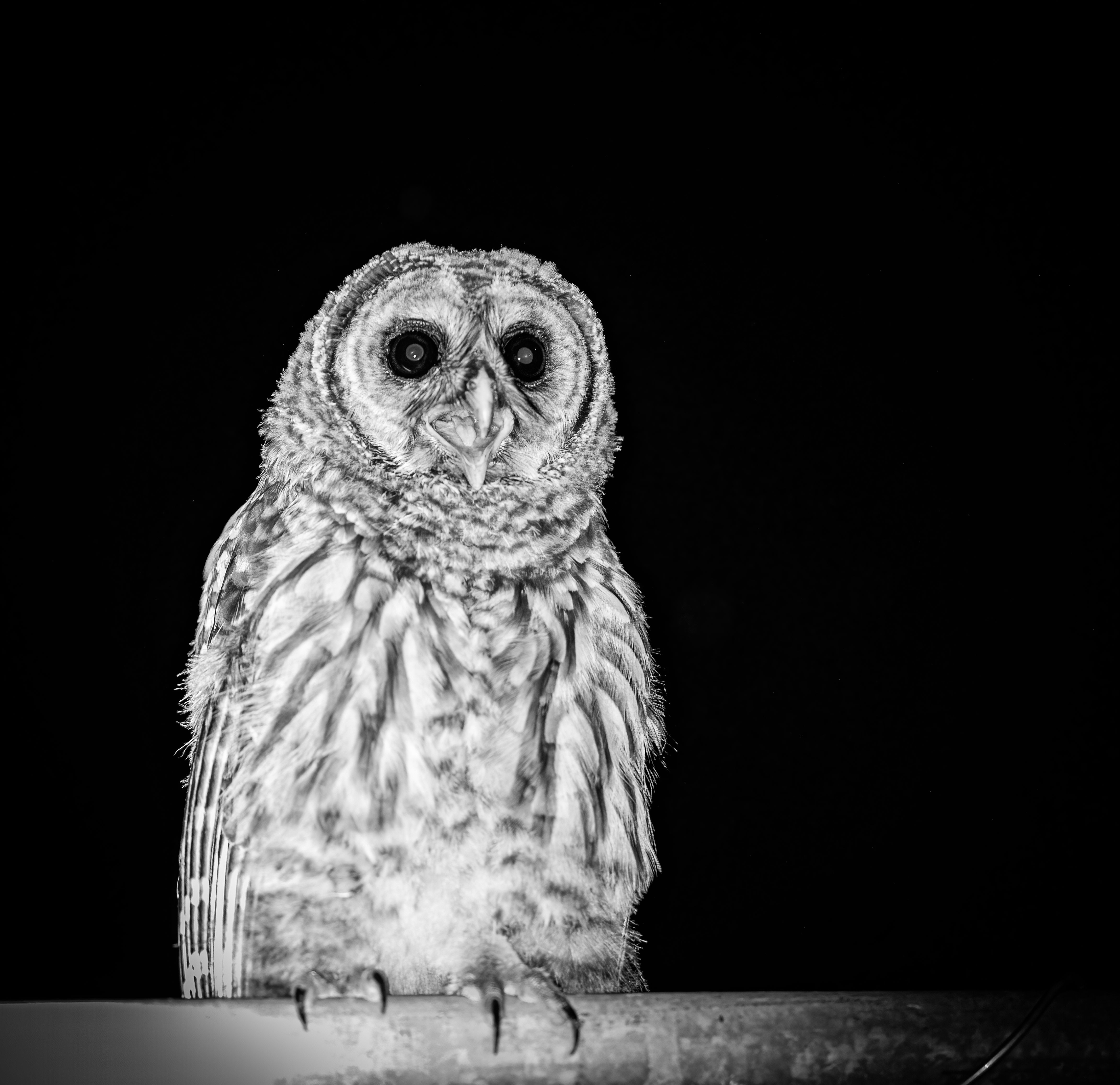 Barred Owl FM Forums
