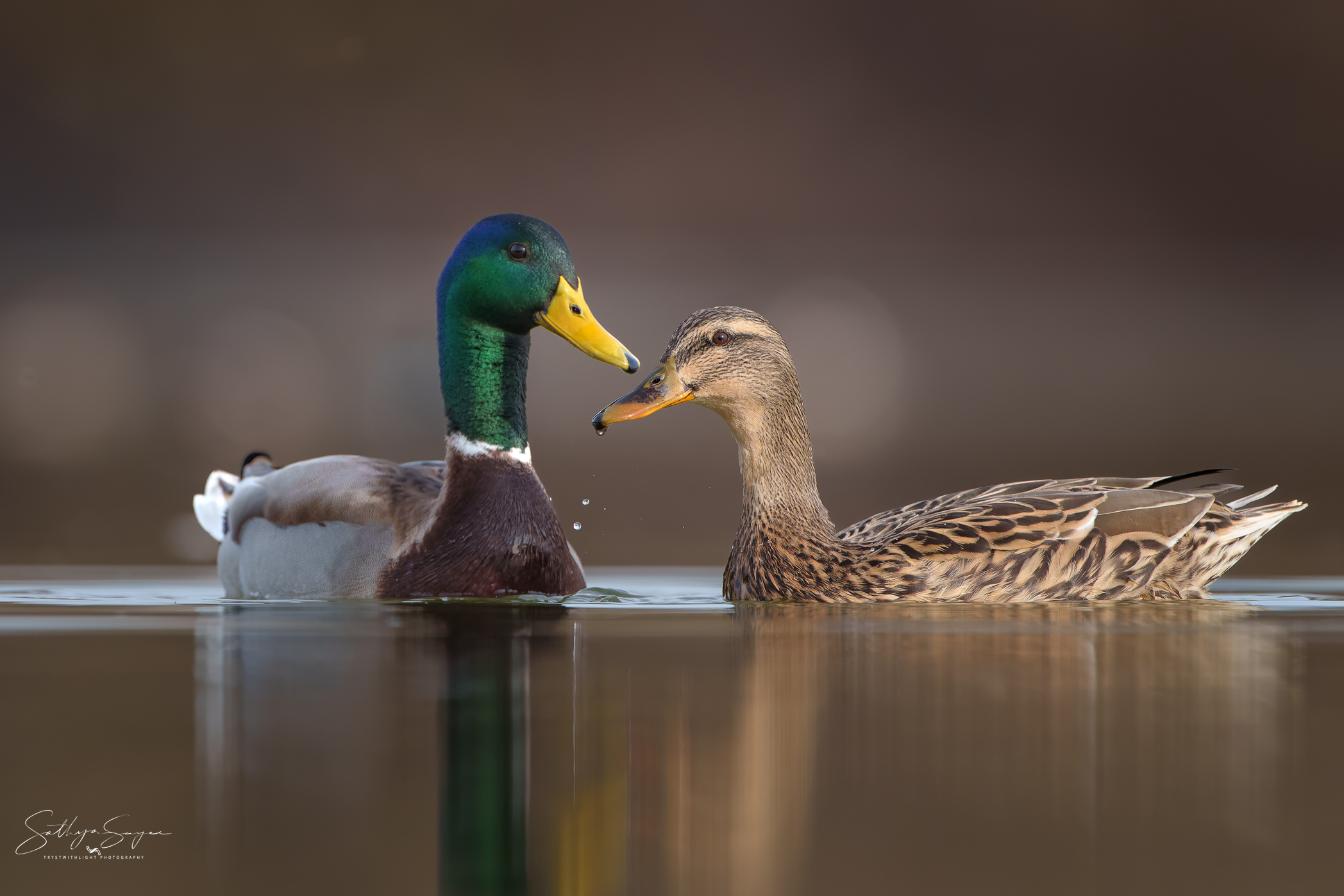 Love bites... literally! - Nature & Wildlife - Photography - FM Forums