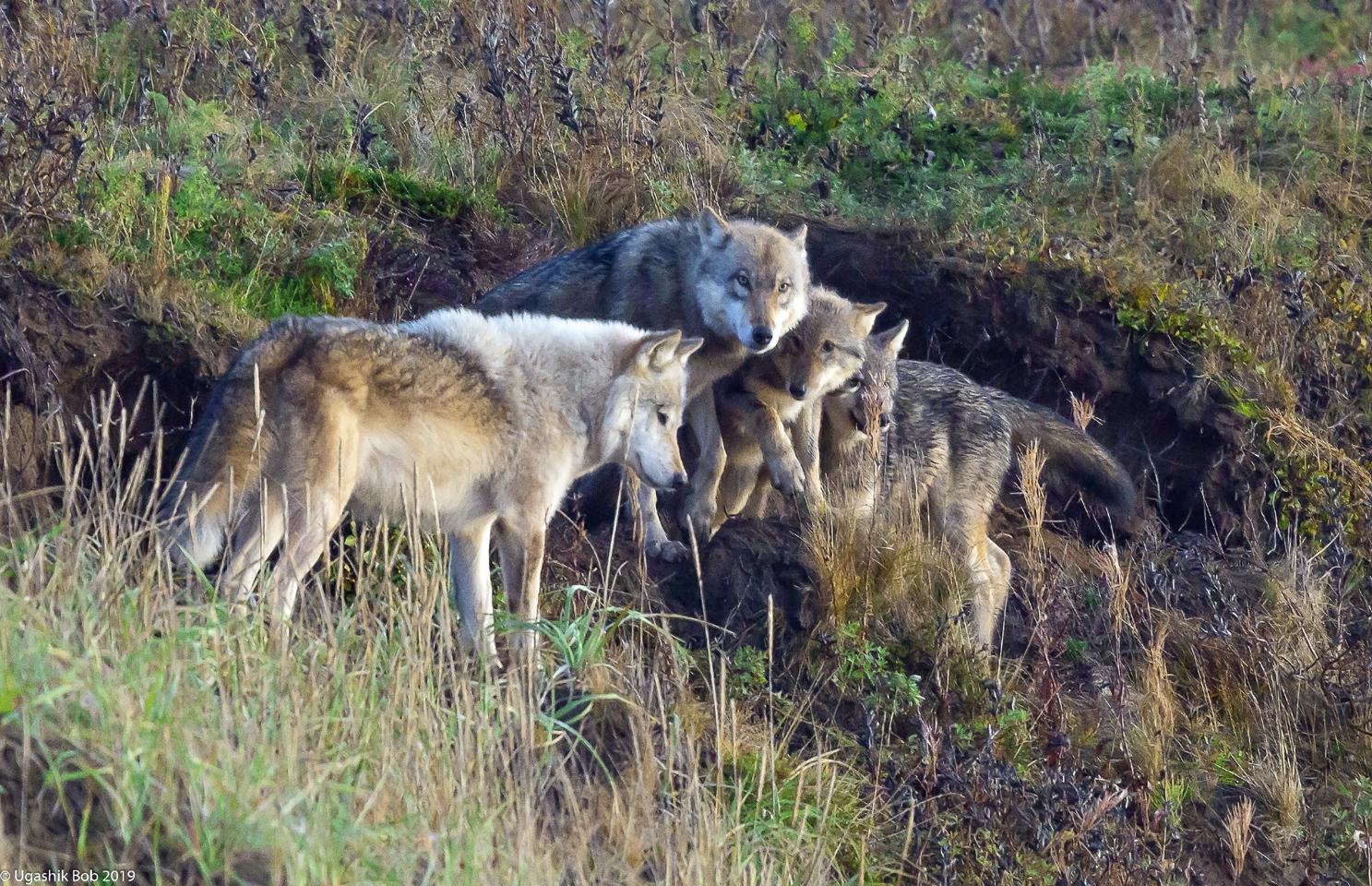 Nature & Wildlife - Photography - FM Forums