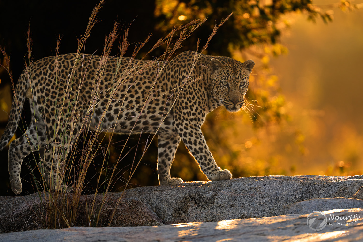 Leopards In Sabi Sands Nature Wildlife Photography FM Forums