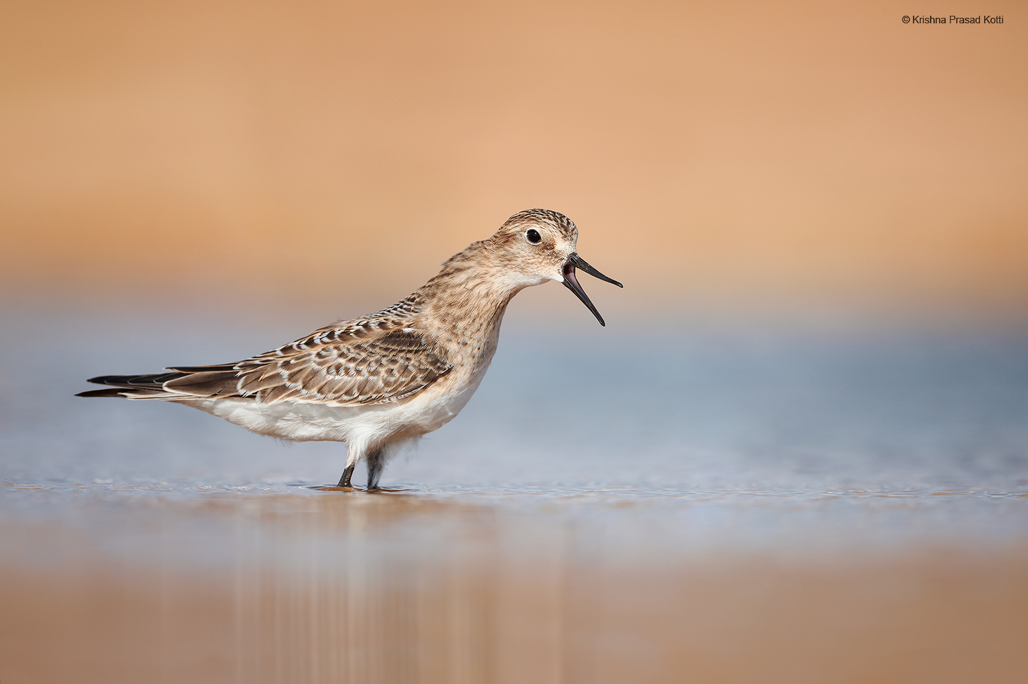 Birds of Utah
