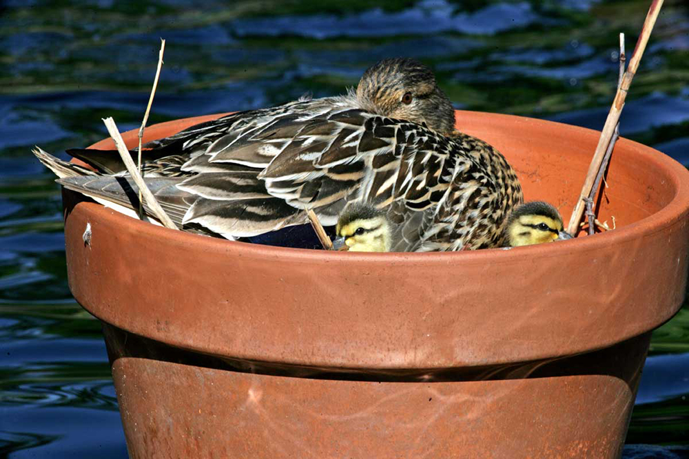 Pot-O-Ducks