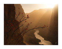Ocotillo and Golden Light in the Grand Canyon