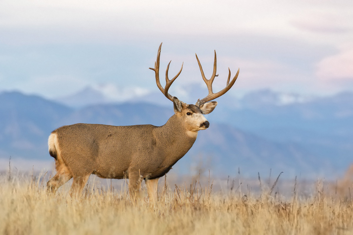 Mule Deer Rut FM Forums Mule Deer Rut FM Forums
