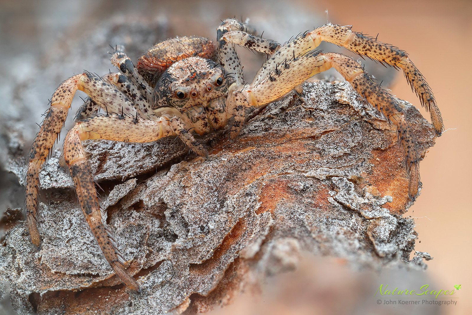 Nature & Wildlife - Photography - FM Forums