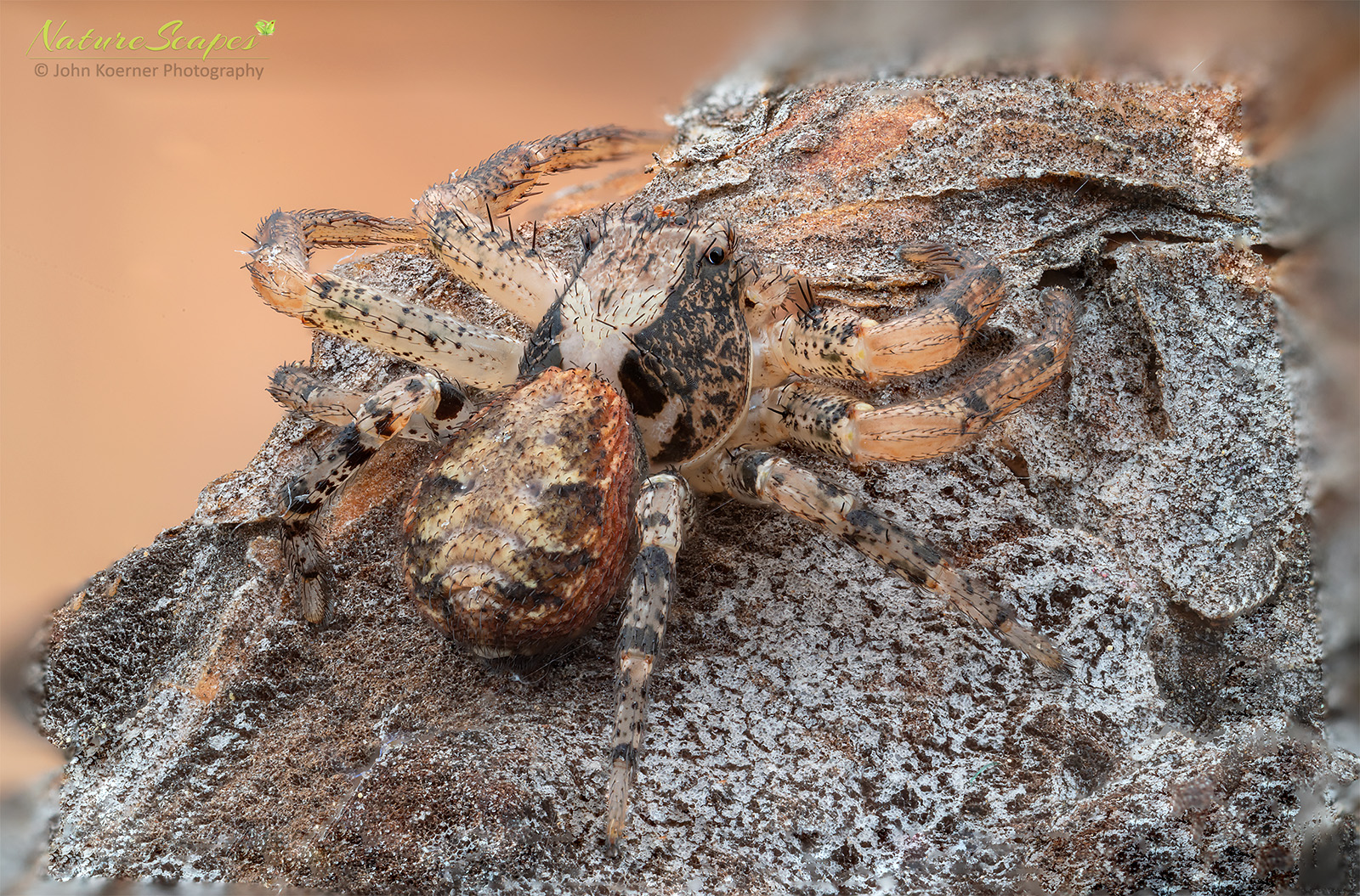 Nature & Wildlife - Photography - FM Forums