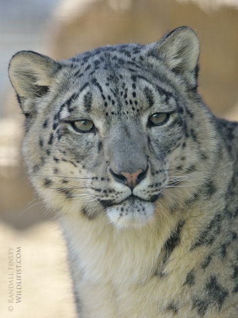 LA Zoo And Exotic Feline Breeding Compound Rosamond CA FM Forums