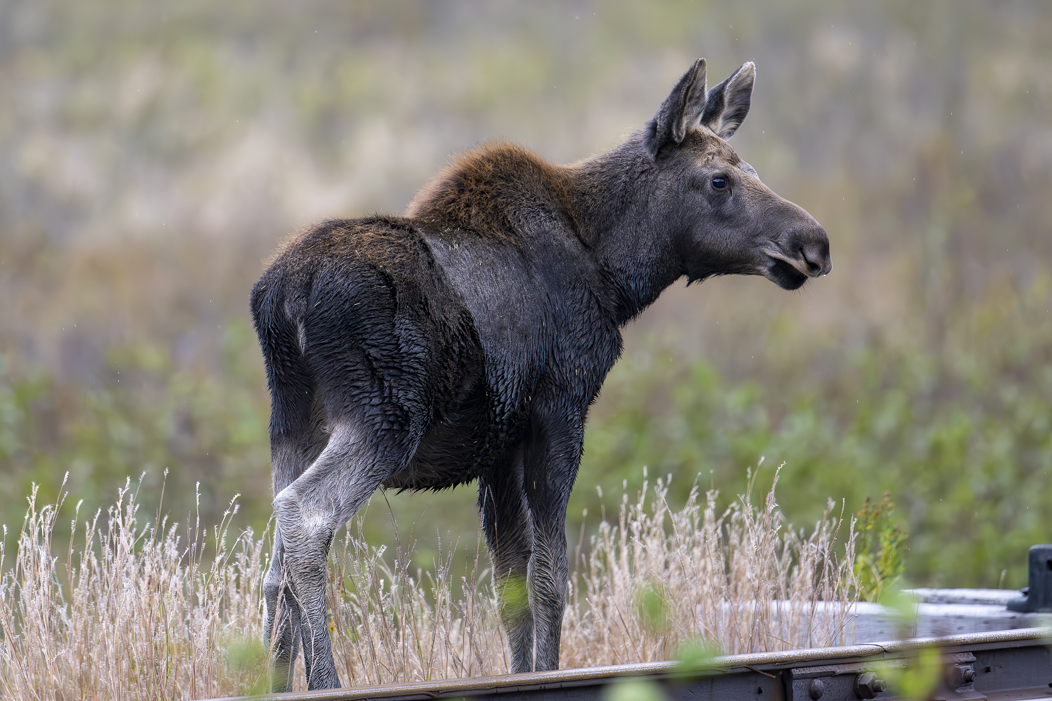 Nature & Wildlife - Photography - FM Forums