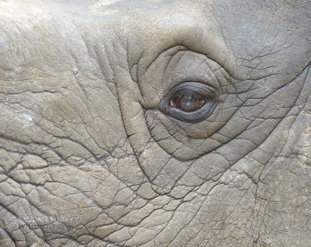 LA Zoo And Exotic Feline Breeding Compound Rosamond CA FM Forums