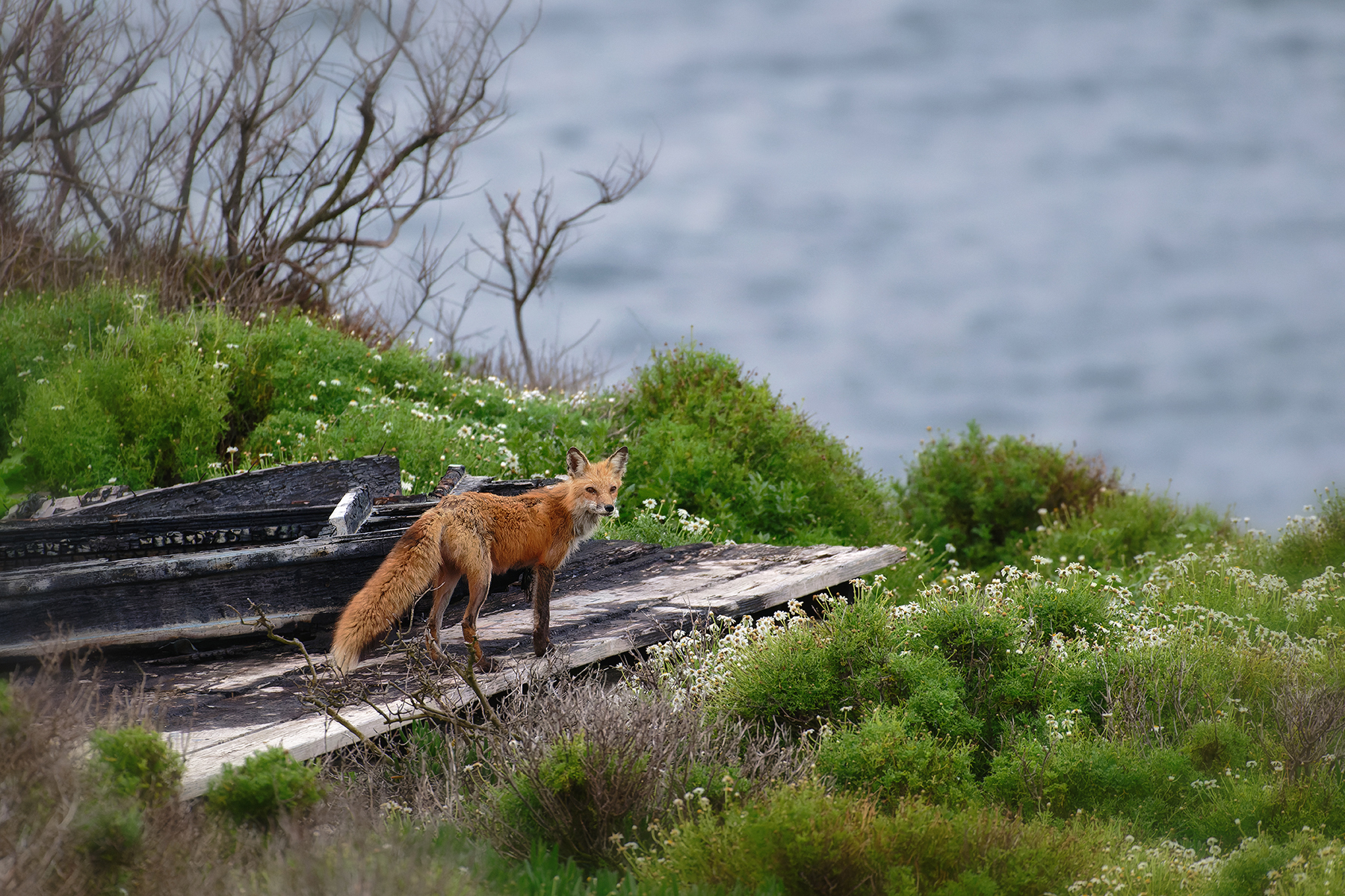 red-fox-fm-forums