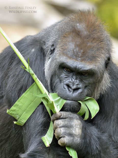 LA Zoo And Exotic Feline Breeding Compound Rosamond CA FM Forums