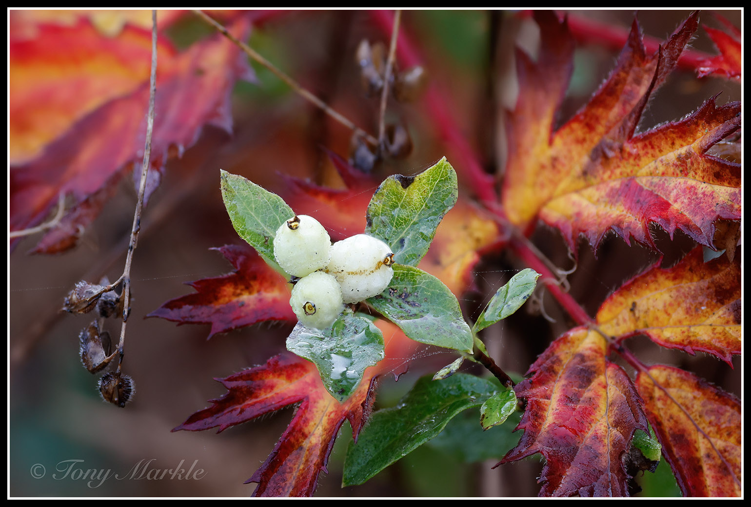 Canon-mount SLRs - Photography - FM Forums