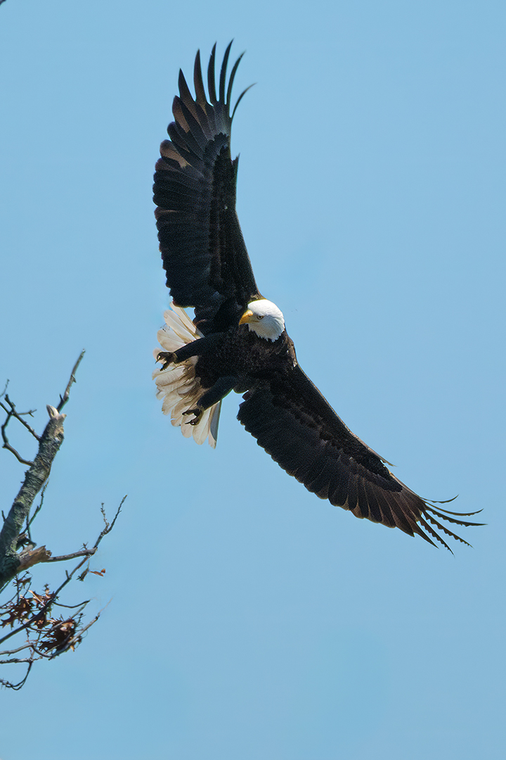 Eagle Example Nature & Wildlife - Photography - FM Forums