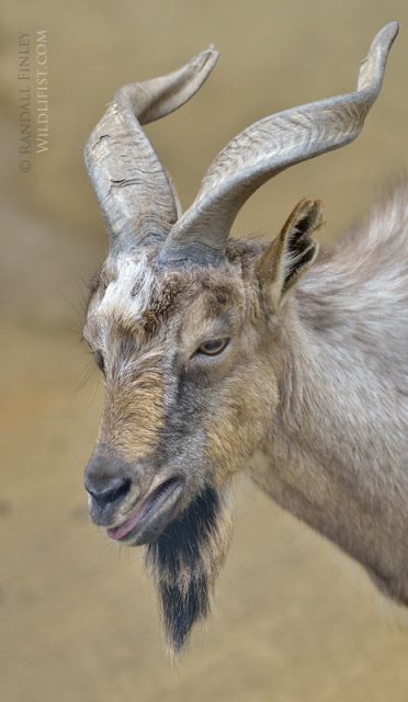 LA Zoo And Exotic Feline Breeding Compound Rosamond CA FM Forums