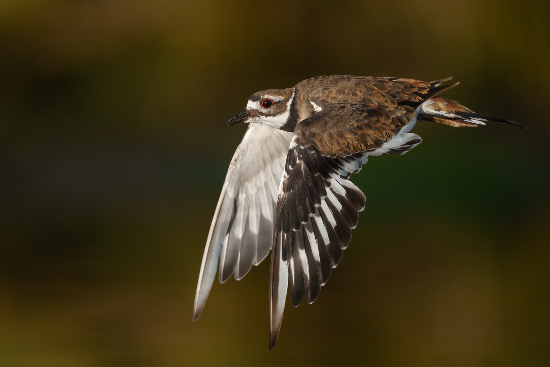 Waders and shorebirds....