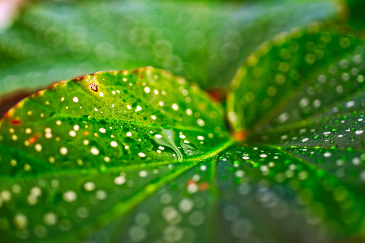 Tamron 35 1 8 Closeup Fm Forums
