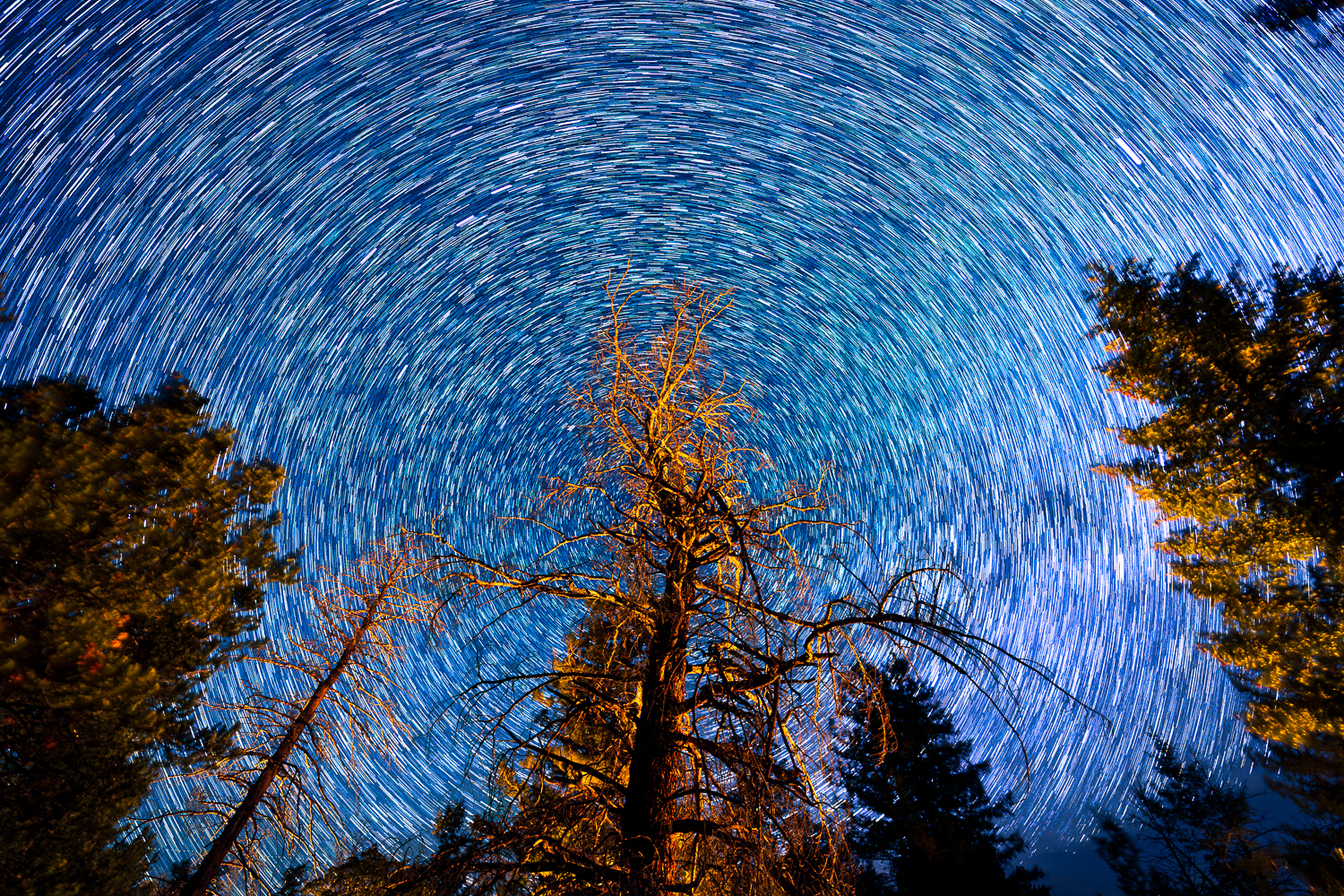 Gnarled Tree Star Trails