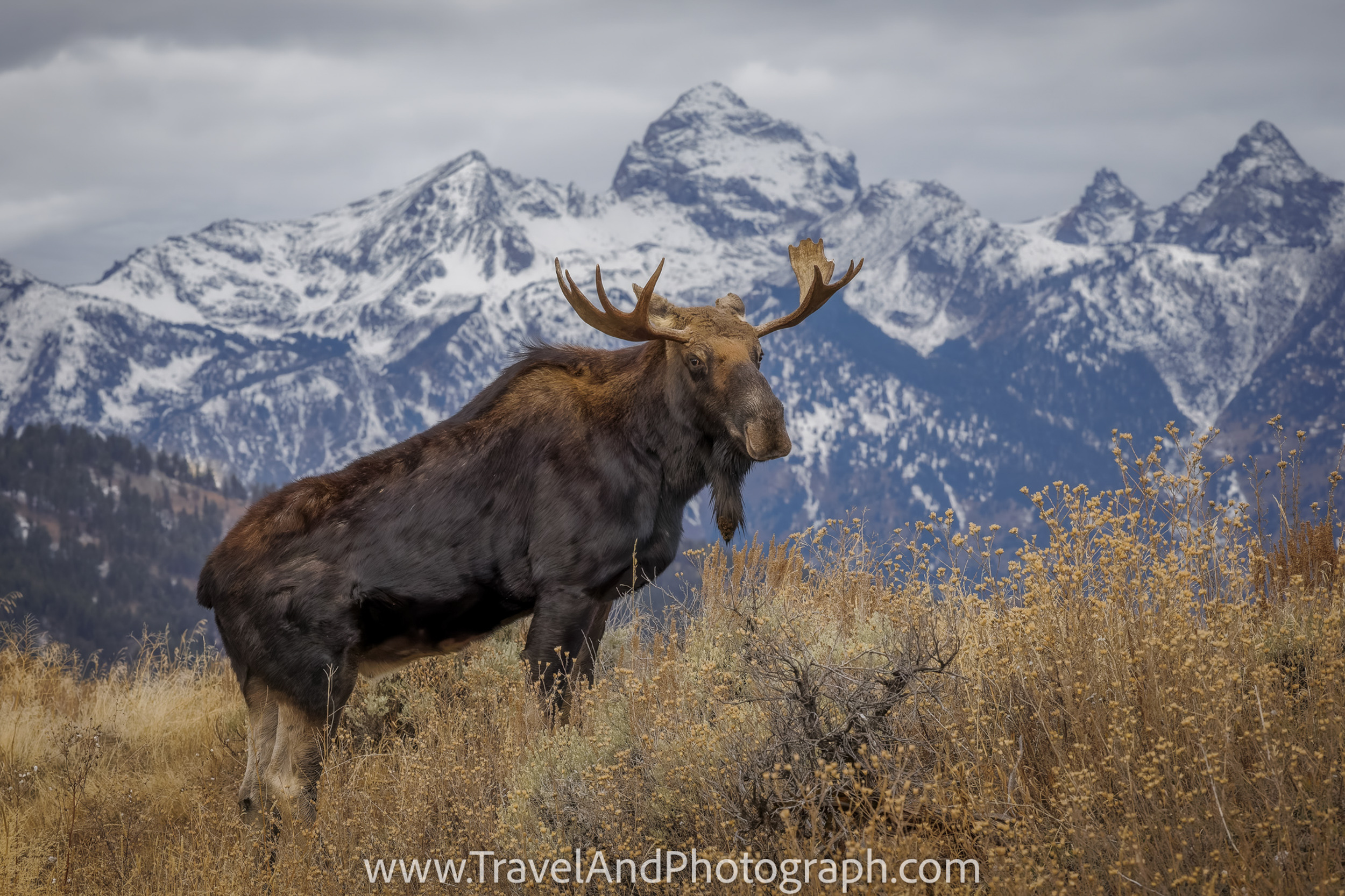 The 70-200 2.8 As a Wildlife Lens?