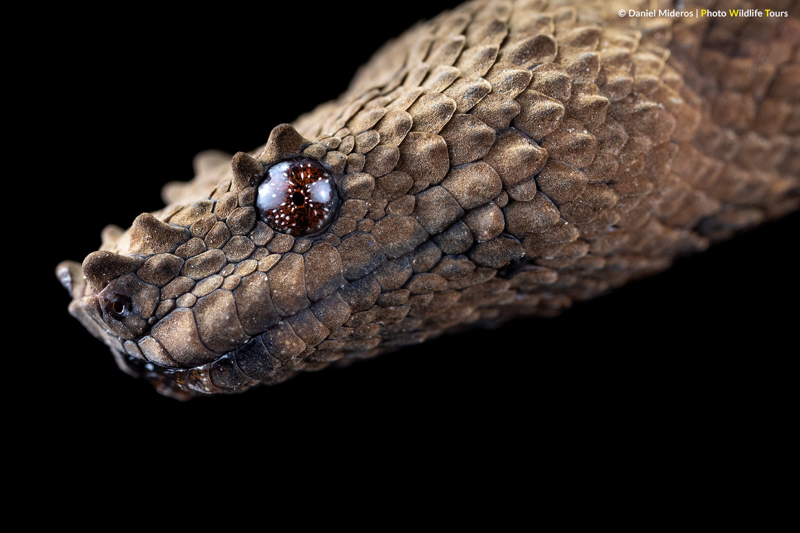 Ecuador Dragon Snake FM Forums